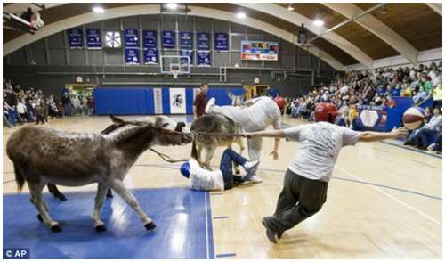 Donkey-Basketball-3