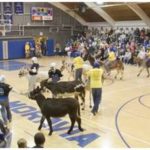 Donkey Basketball