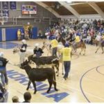 Donkey Basketball