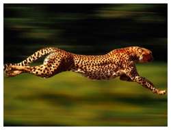 Fastest-animals-in-the-world