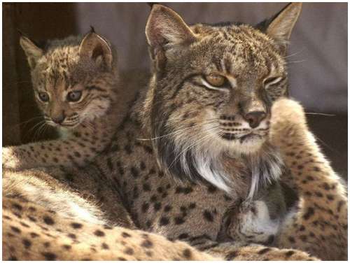 Iberian-Lynx