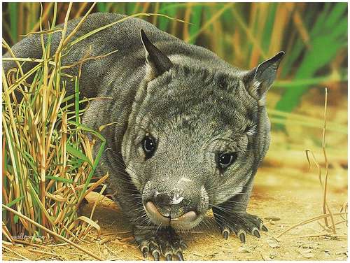 Northern Hairy-nosed-Wombat-1