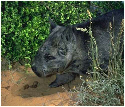 Northern-Hairy-nosed-Wombat