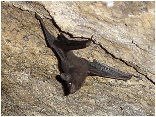 Seychelles-Sheath-tailed-Bat