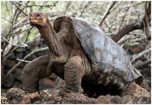 The-Pinta-Island-tortoise