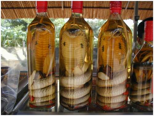 The-famous-snake-wine-3