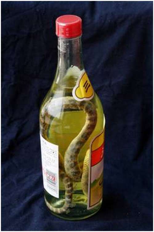The-famous-snake-wine-6
