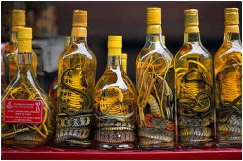 The-famous-snake-wine-7