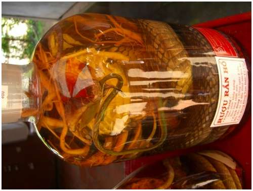 The-famous-snake-wine-8