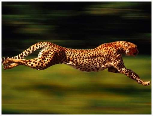 Fastest animals in the world