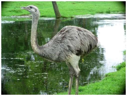 ostrich