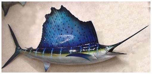 sailfish