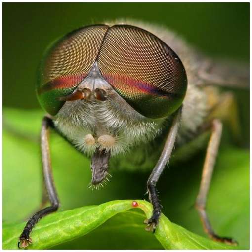 Insects-Of-Our-World-Up-Close-And-Personal-2