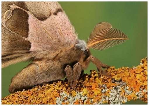 Insects-Of-Our-World-Up-Close-And-Personal/Insects-Of-Our-World-Up-Close-And-Personal-3