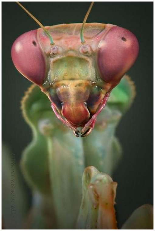 Insects-Of-Our-World-Up-Close-And-Personal/Insects-Of-Our-World-Up-Close-And-Personal-8