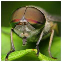 Insects-Of-Our-World-Up-Close-And-Personal