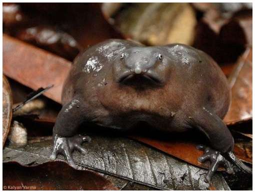 One-of-The-Rarest-Frogs-in-The-World-8