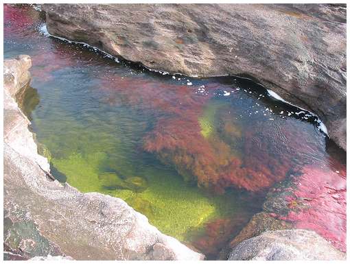 Cano-Cristales-1