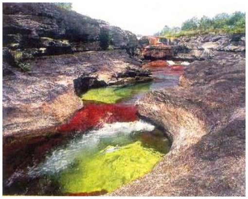 Cano-Cristales-10