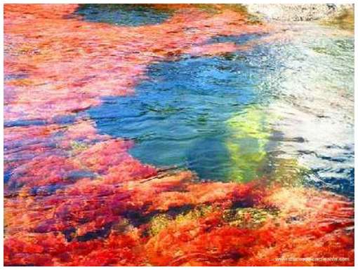 Cano-Cristales-11