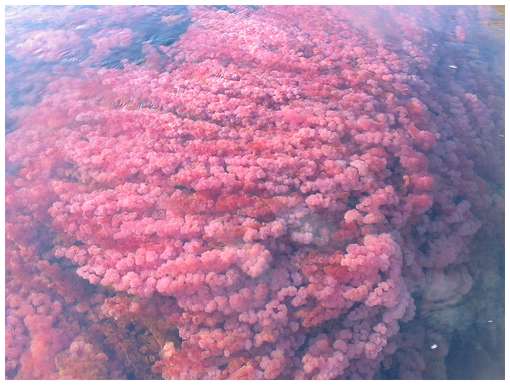 Cano-Cristales-3