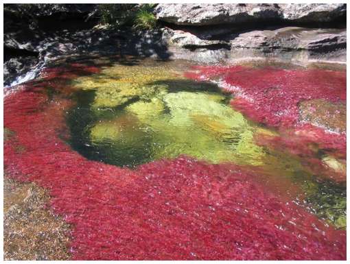 Cano-Cristales-4