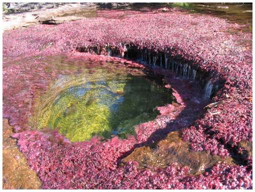 Cano-Cristales-6