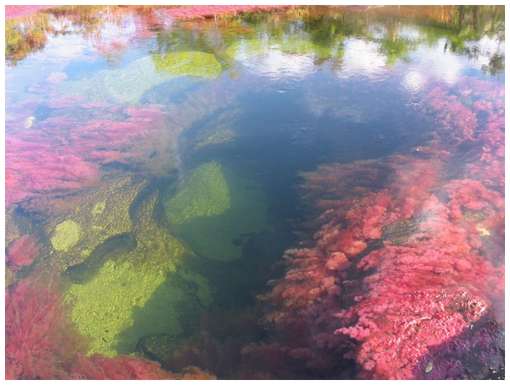 Cano-Cristales-7