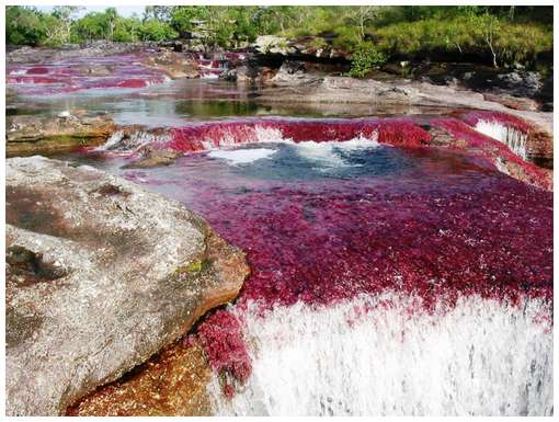 Cano-Cristales-8