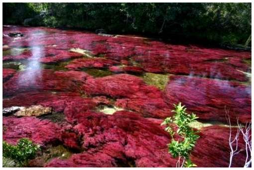 Cano-Cristales-9