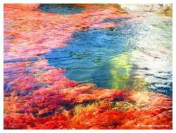 Cano-Cristales