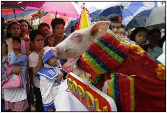 Costumed-parade-of-hogs-in-Bulacan-of-Manila-2