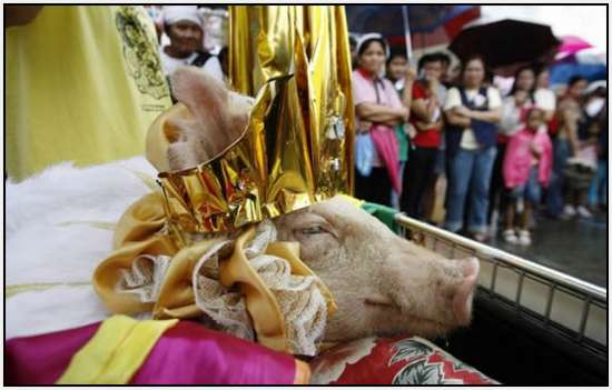 Costumed-parade-of-hogs-in-Bulacan-of-Manila-4