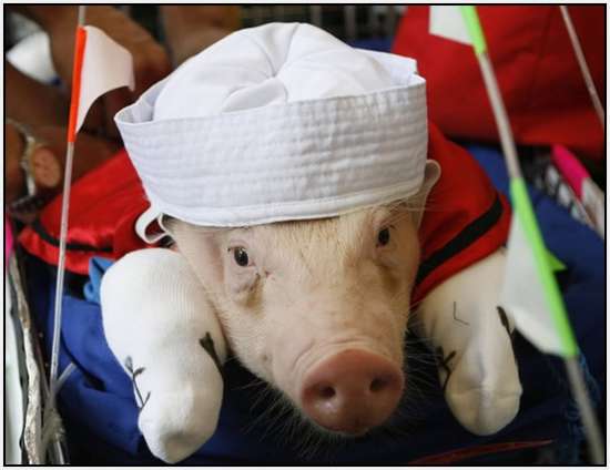 Costumed-parade-of-hogs-in-Bulacan-of-Manila-6