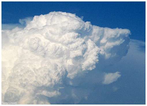 A dog barking, seen above Soldiers Point, Australia