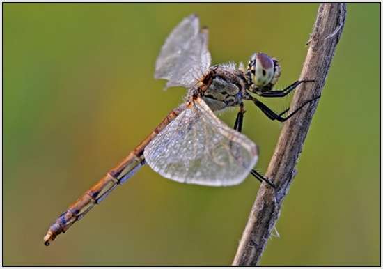 Beautiful-Macro-Photography-by-Bonali-Giuseppe-31