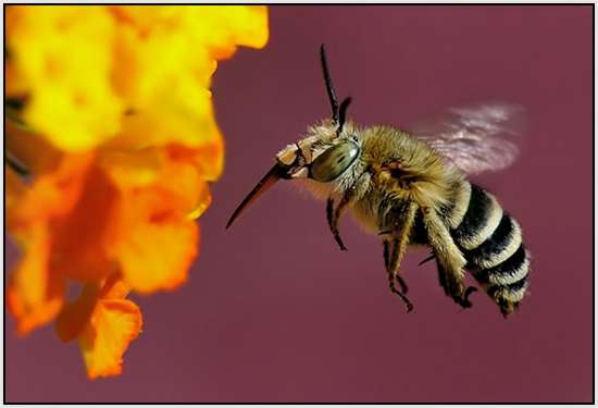 Beautiful-Macro-Photography-by-Bonali-Giuseppe-32