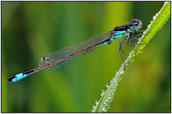 Beautiful-Macro-Photography-by-Bonali-Giuseppe-36