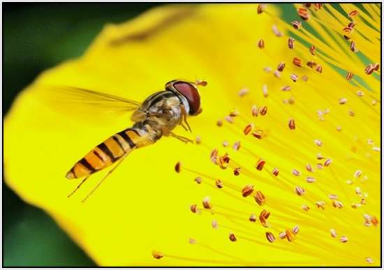 Beautiful-Macro-Photography-by-Bonali-Giuseppe-37