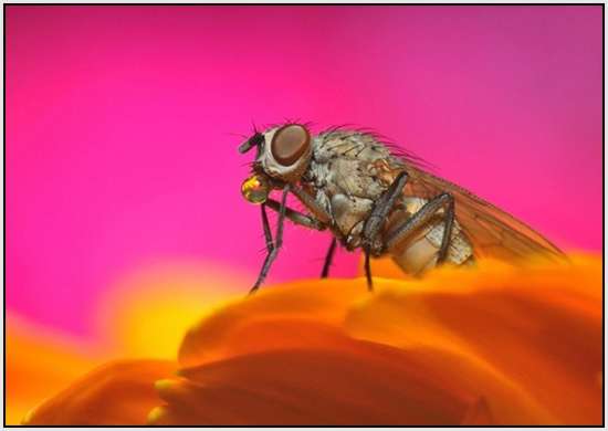 Beautiful-Macro-Photography-by-Bonali-Giuseppe-39