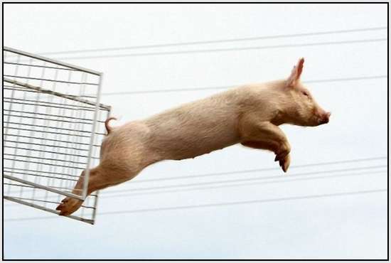 The-World-Championship-When-Pigs-Fly-2