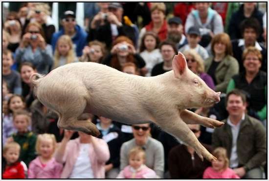 The-World-Championship-When-Pigs-Fly-5