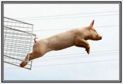 The-World-Championship-When-Pigs-Fly