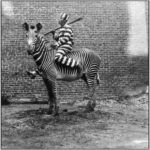 Amazing Old Photos With Unusual Draught Animals