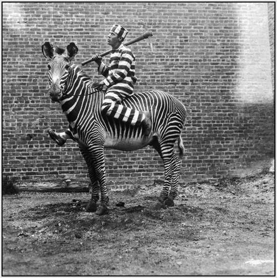 Amazing Old Photos With Unusual Draught Animals – Moolf