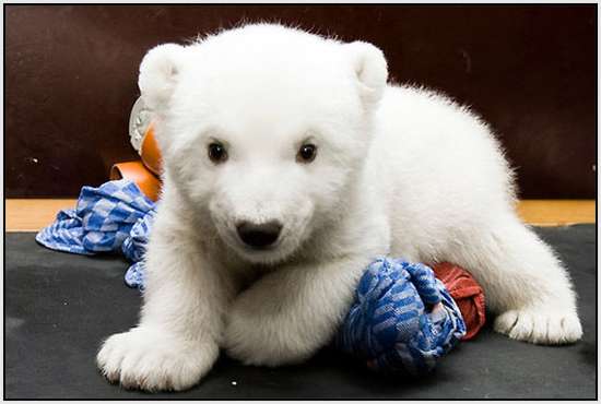 Flocke-Polar-Bear-1