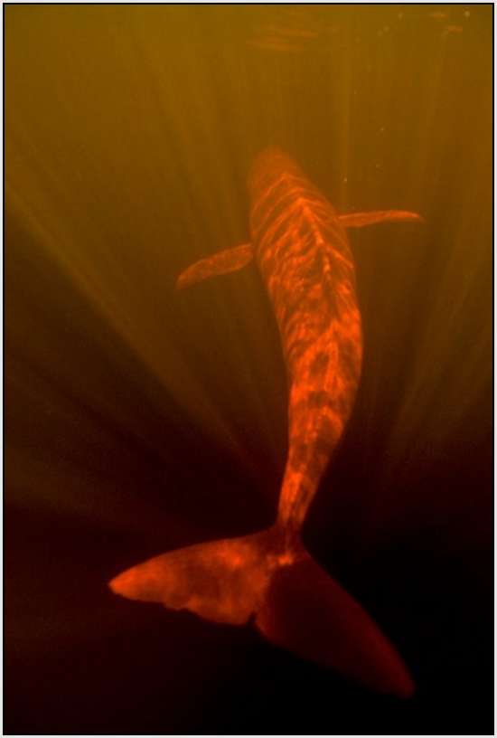 Pink-Amazonian-River-Dolphin-1