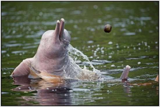 Pink-Amazonian-River-Dolphin-7