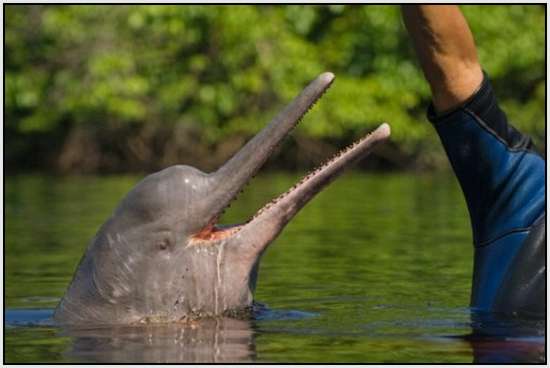 Pink-Amazonian-River-Dolphin-9