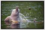 Pink-Amazonian-River-Dolphin